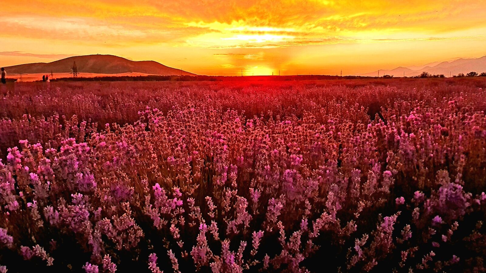 Lavender Dream Escape – One-Day Purple Paradise Tour