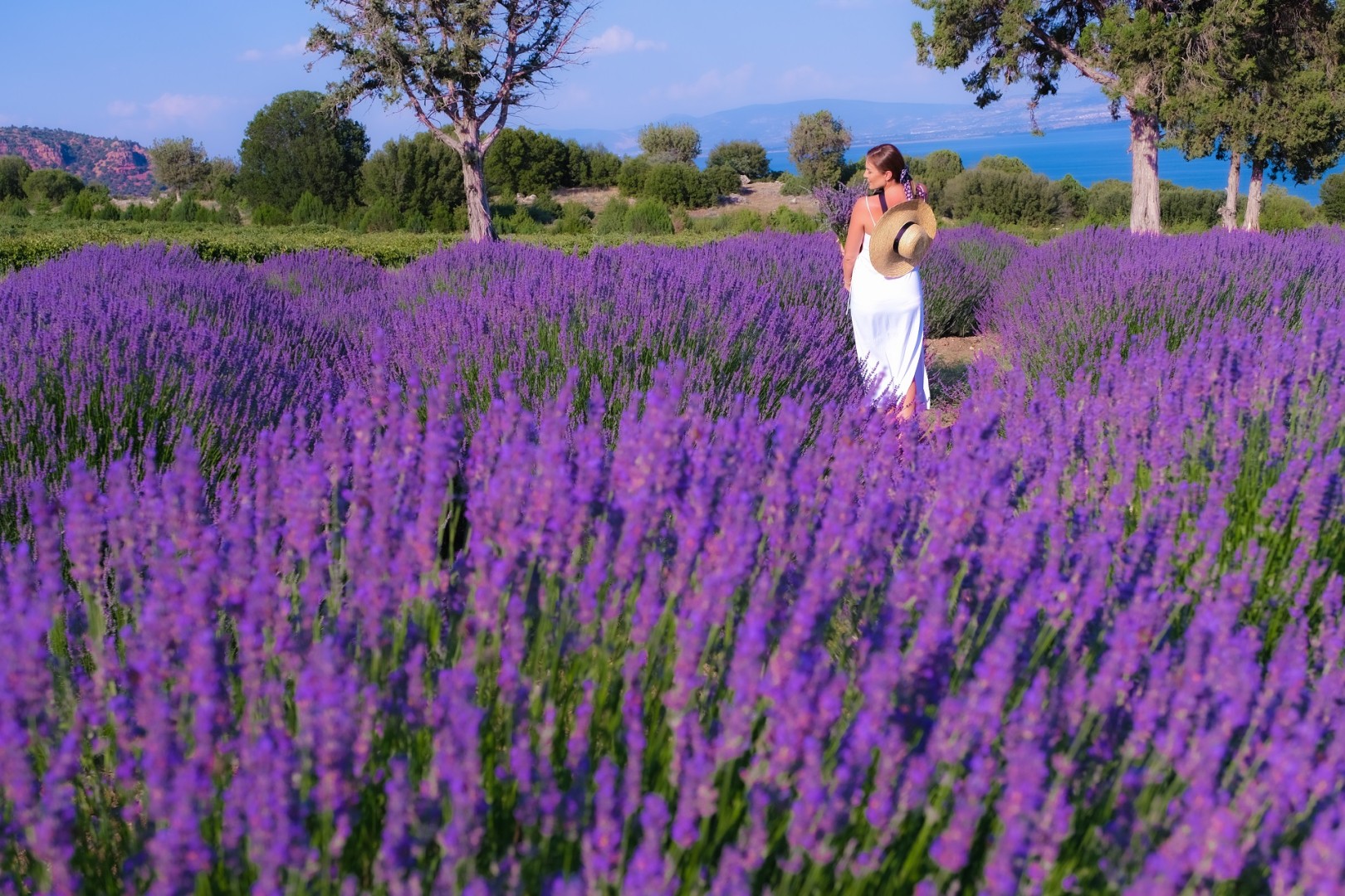 Scent of Lavender: Day Trip to Nature’s Perfume