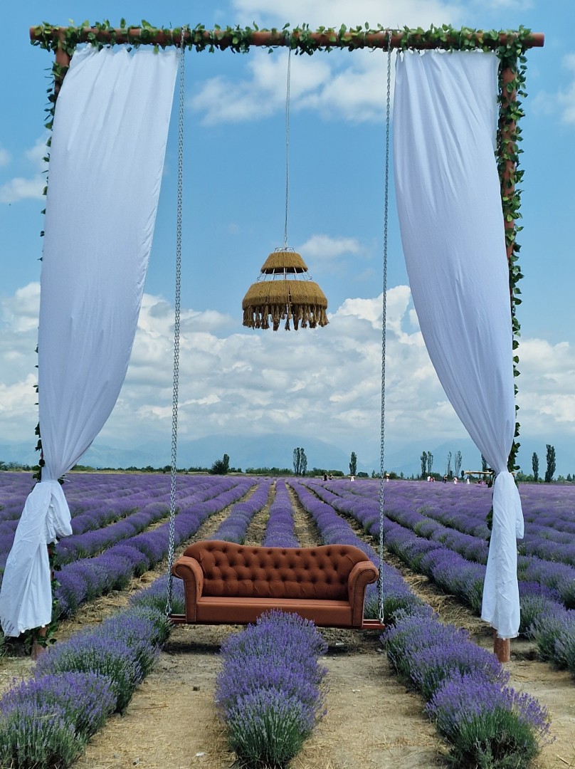 Bloom & Breathe: Lavender Day Tour